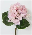 Hortensie 60cm rosa
