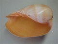 Muschel Melo 20-22cm natur