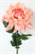 Chrysantheme 16cmD 65cmH rosa